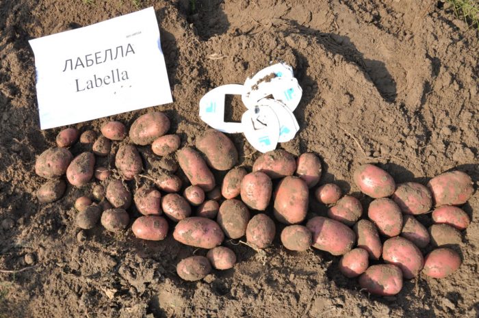 Pag-aani ng patatas