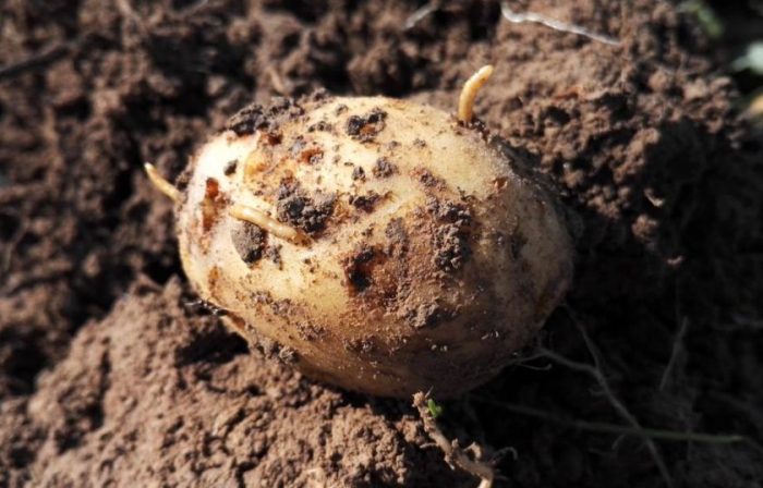 Pagsalot ng wireworm