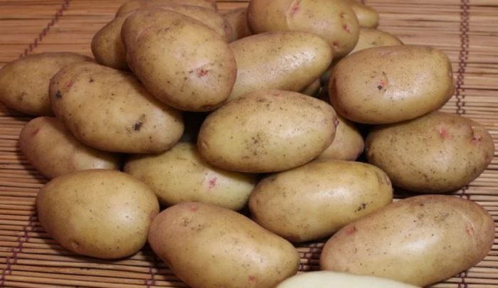 Mga tuber ng uring Giant