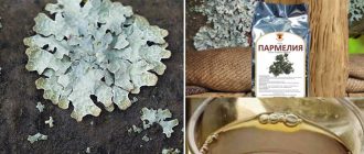 Parmelia lichen at ang sabaw nito
