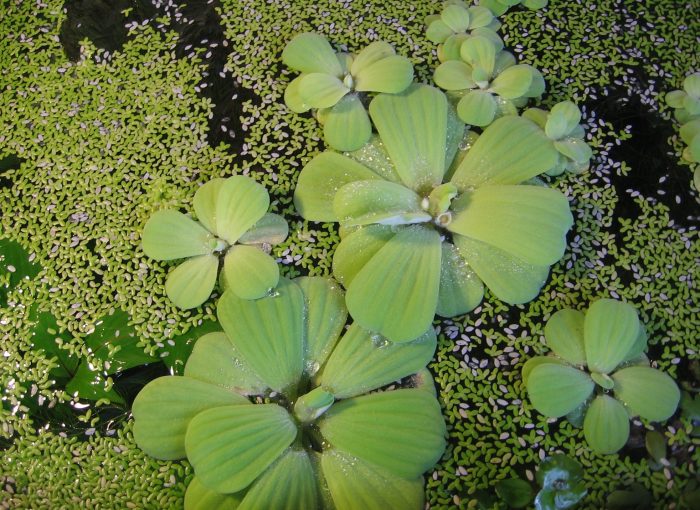 Pistia