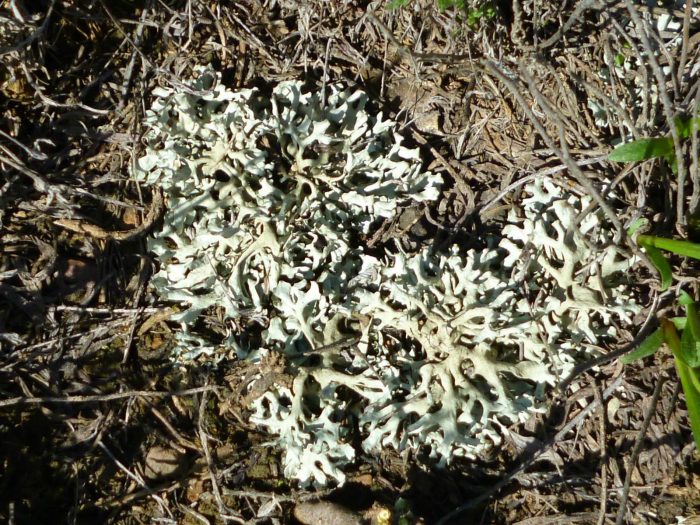 Parmelia na Panggamot