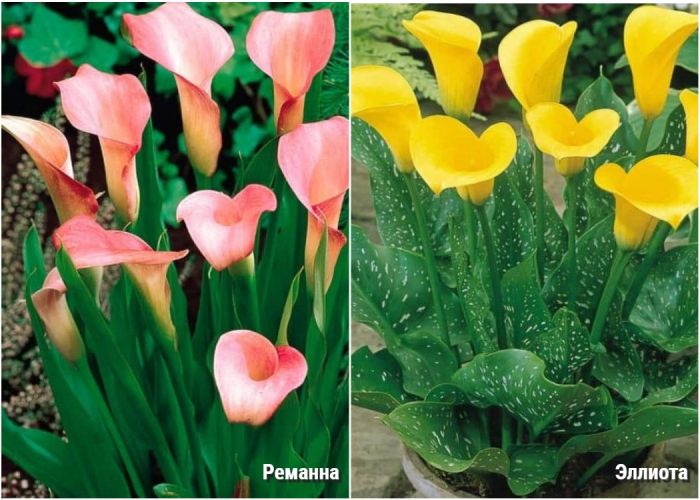 Mga uri ng calla lilies