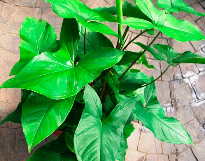 Syngonium