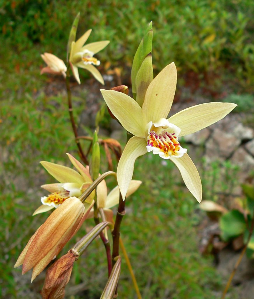 Dilaw na Bletilla