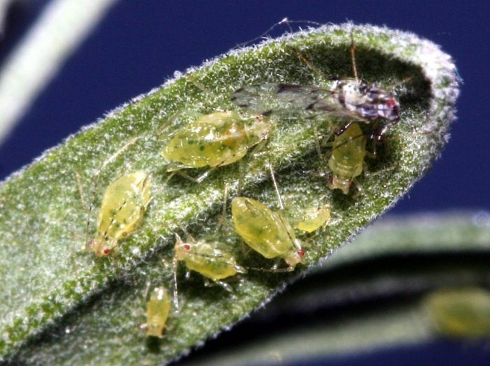 Aphid ng Bletilla