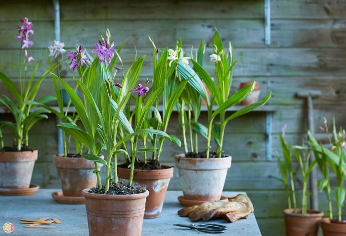 Bletilla sa isang palayok