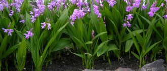 Bletilla w ogrodzie