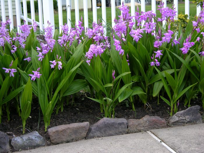 Bletilla sa hardin