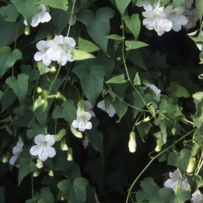 Odmiana Bridges White