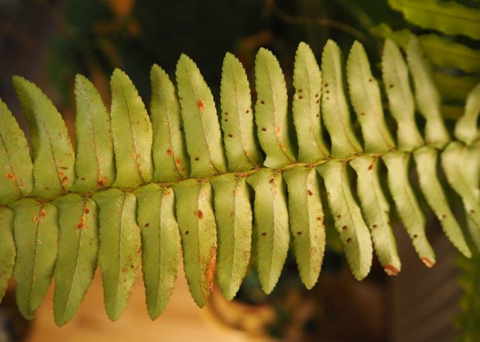 Insektong may kaliskis sa isang pako