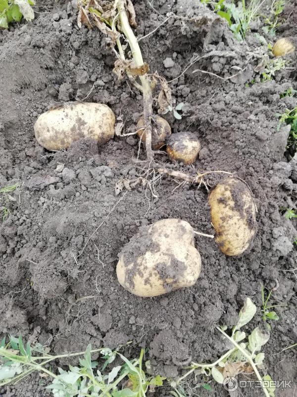 Banker ng Patatas na Palumpong