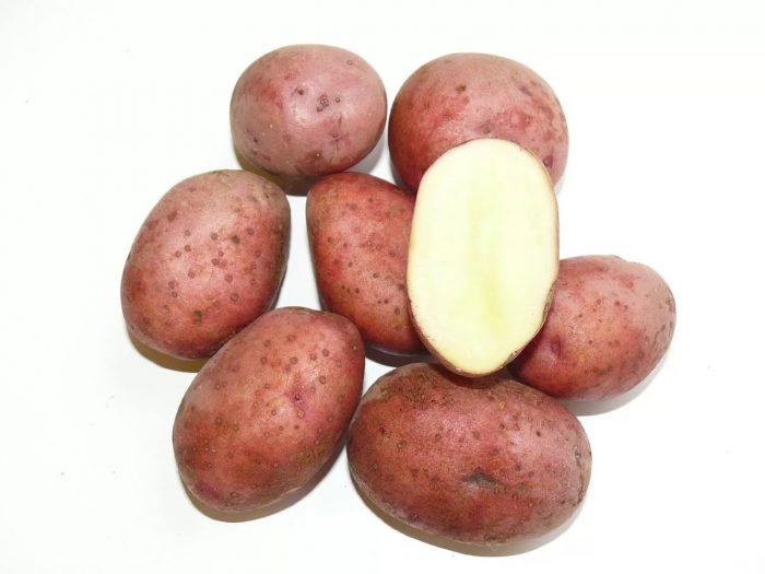 Paboritong uri