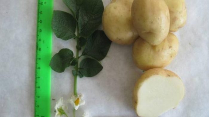 Uri ng patatas na Safo