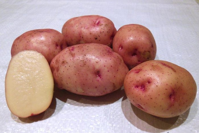 maagang uri ng patatas