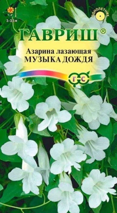 Różnorodność muzyki deszczowej