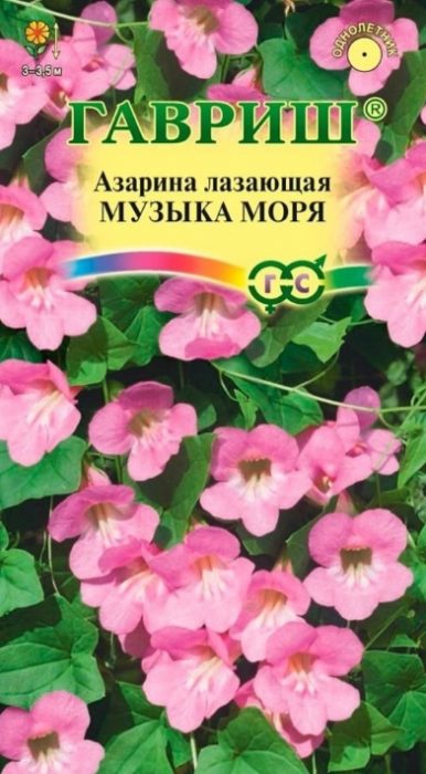 Muzyka morza odmiana