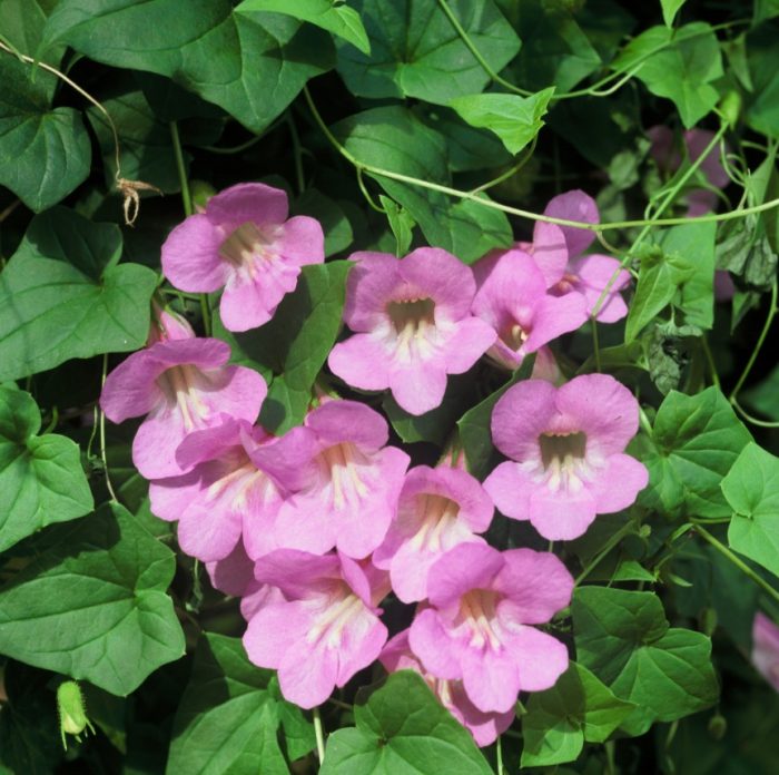 Odmiana Mystic Rose