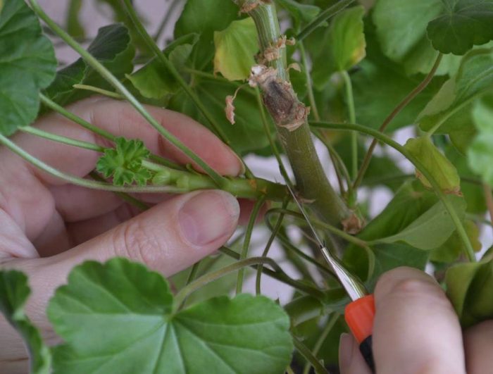 Mga pinagputulan ng pelargonium