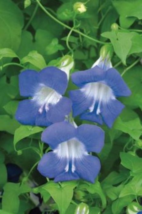 Odmiana Sky Blue