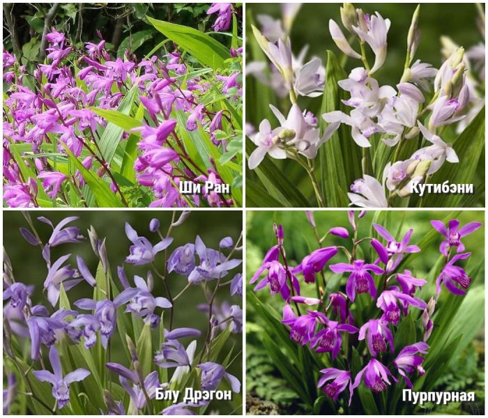 May guhit na Bletilla