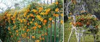 Thunbergia