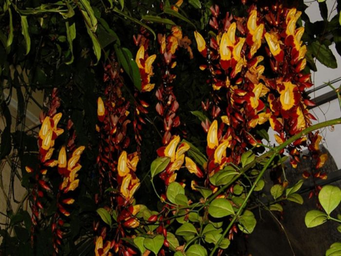 Thunbergia mizorensis
