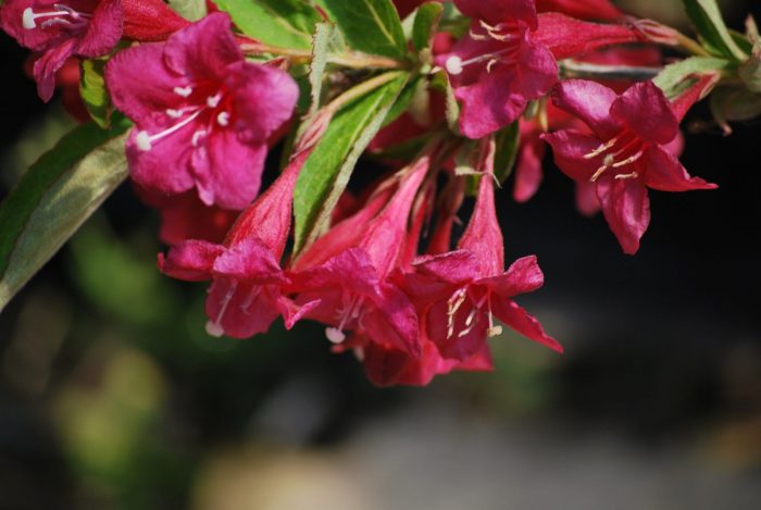 Hoa Weigela bristol ruby ​​​​