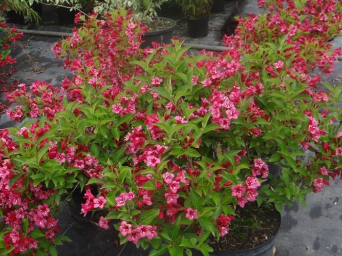 Weigela Bristol Ruby