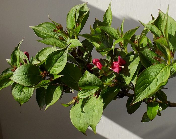 Namumulaklak na Weigela