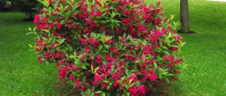 Weigela Červený princ