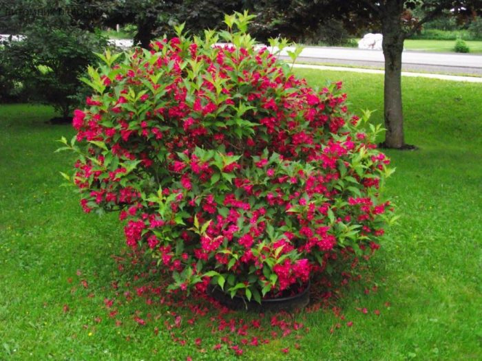 Weigela Pulang Prinsipe