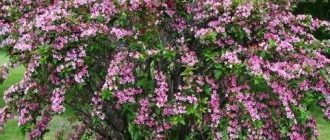 Odroda Weigela Rosea