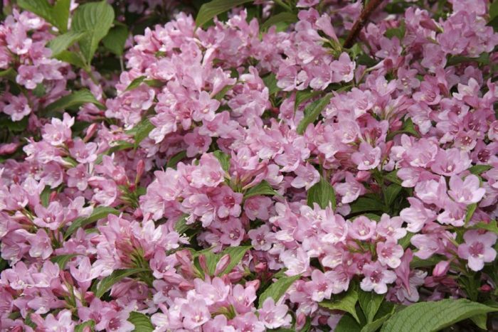 Uri ng Rosea