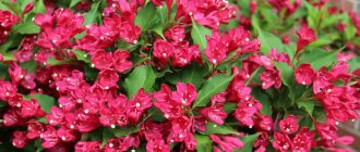 Weigela