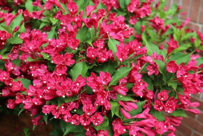 Weigela