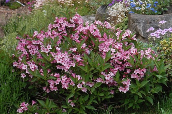 Iba't ibang Pink Poppet