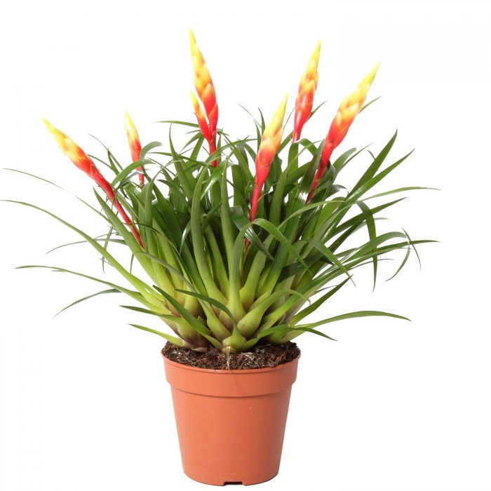 Vriesea Shannon