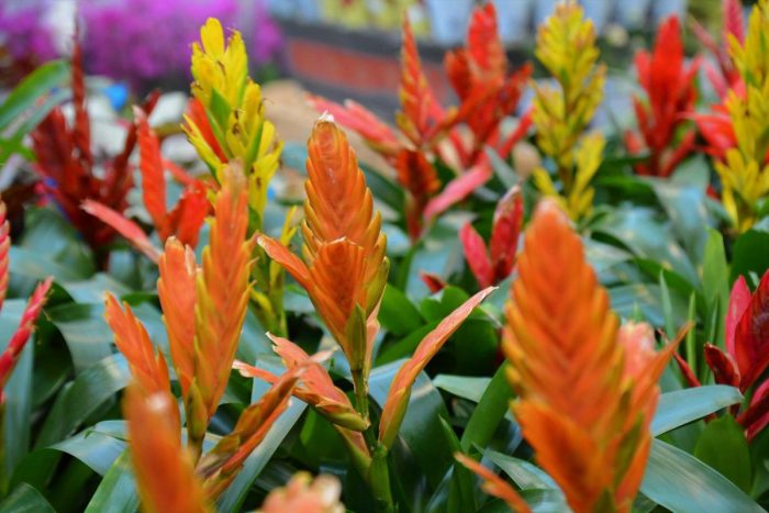 Vriesea