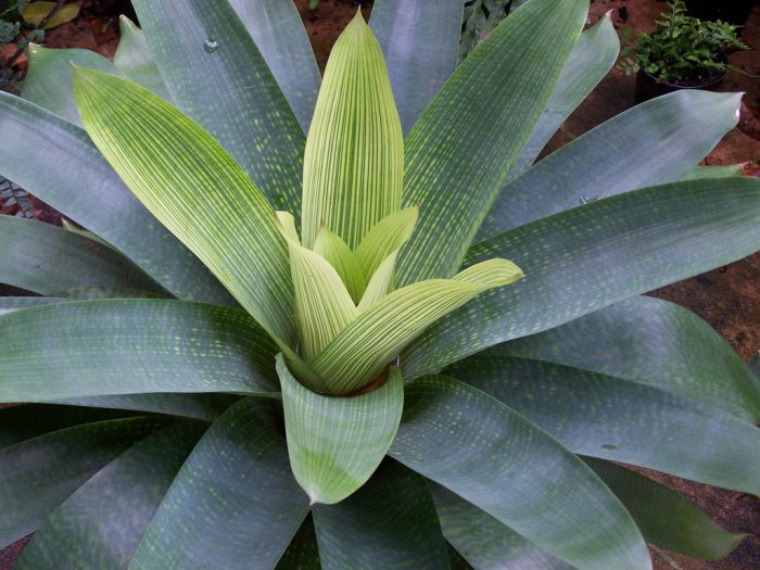 Vriesea checkerboard
