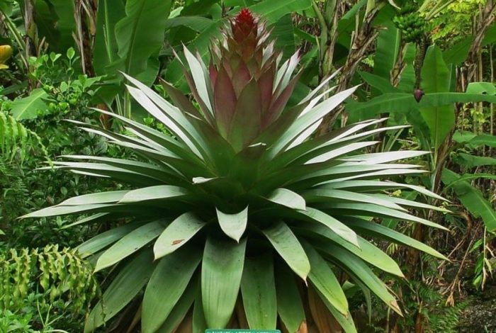 Vriesea mayor