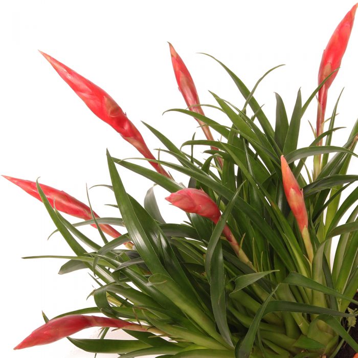 Multiflora