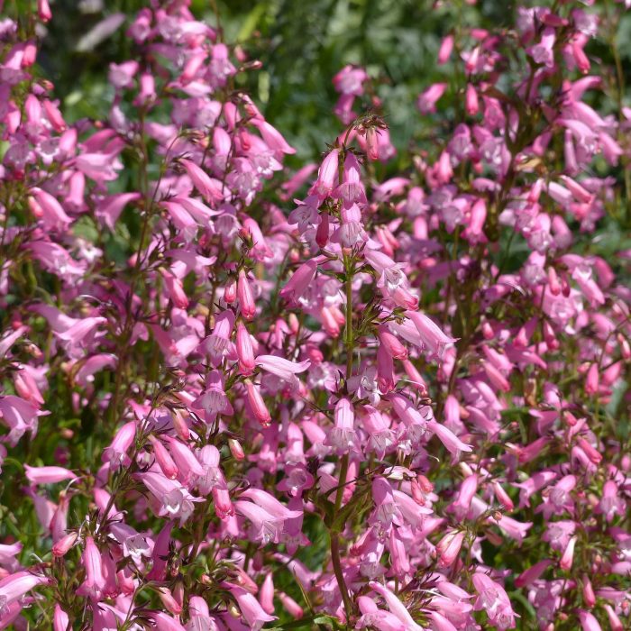 Rosas na uri
