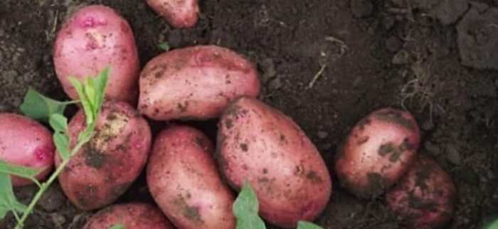 Uri ng patatas na Agnes