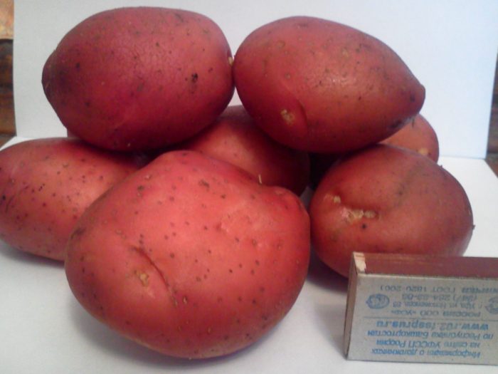 Uri ng patatas na Bashkir
