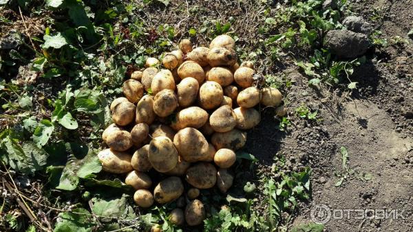 Mga tubo ng patatas na Impala