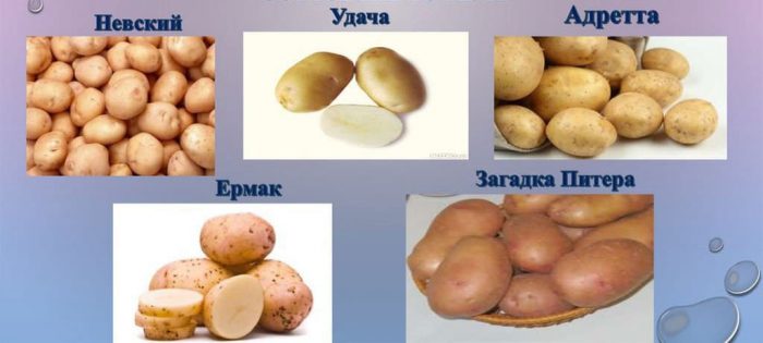 Mga uri ng patatas