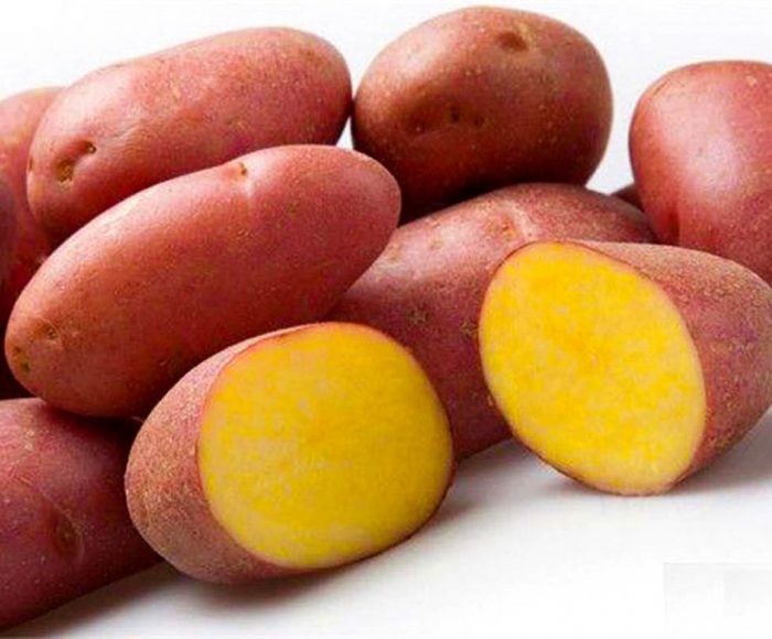 Gupitin ang mga tubers ng uri ng Red Scarlet