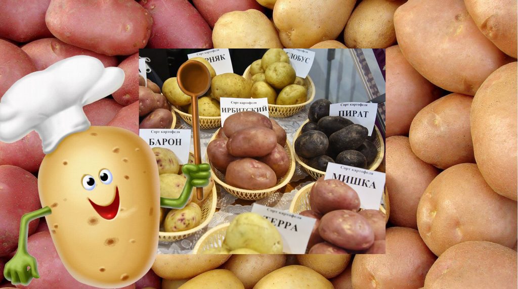 Mga patatas na buto