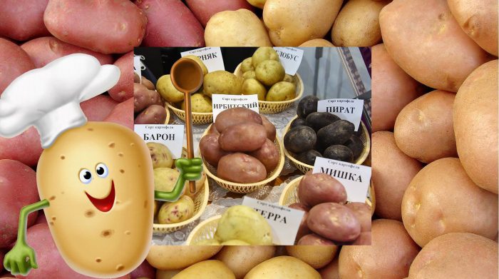 Mga patatas na buto